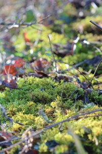 Coin_de_forêt_JPRX_A